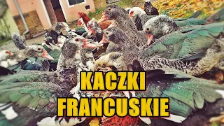 Moje mini ZOO / odc. 15 "KACZKI FRANCUSKIE" 🦆🦆🦆