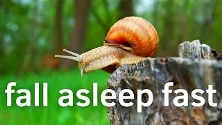 🐌 Beautiful Snails! - 3 HOURS Best Relaxing Music & Amazing Nature Scenery 🐌