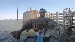 I catch a once in a lifetime Bridge Monster Black Drum fishing in Port Aransas TX On Mantis shrimp