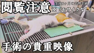 猫の去勢手術の貴重映像。麻酔から縫合までの去勢手術の流れを撮影しました。