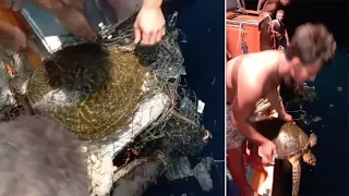 Divers Rescue Turtle Trapped In Fishing Nets