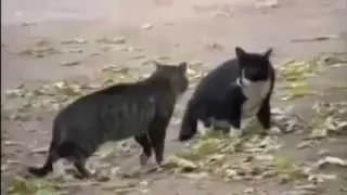 Самые смешные коты. Приколы с котами. Funny cats.