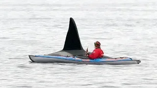 Kayak and orca in Northern Norway.