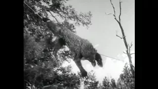 Roping Wild Bears (1934)