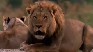 Wild Passions (Behind-the-Scenes Documentary) ♦NatGeo♦