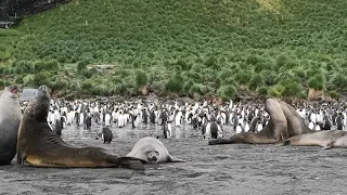 Seal attack, stepping on penguin or being part of the sparing between elephant seals