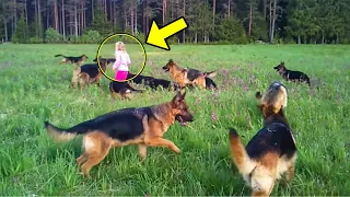 14 German Shepherds Surround A Little Girl! But When She Raises Her Hand They Do Something Shocking!