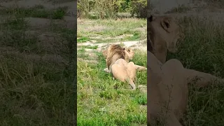 Lion wants to Mate | Lion and Lioness Together |