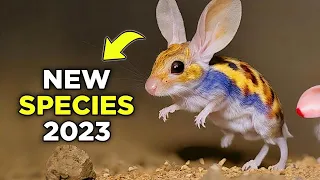 3 Most Unknown Species Discovered In 2023!