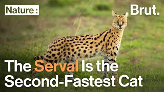 The Serval Is the Second-Fastest Cat After the Cheetah