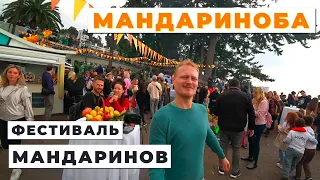 Попали на фестиваль мандаринов в Грузии | Сбор Мандаринов | Грузинские мандарины | Грузия Осень 2022