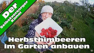 Herbst   Himbeeren im Garten anbauen