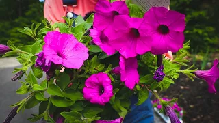 Planting Supertunia Vista Jazzberry in the Landscape