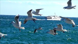 МОРЕ. ЧАЙКИ. ПАРОХОД. ЯЛТА / Жизнь в Ялте