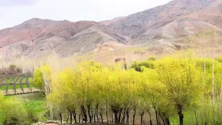 د افغانستان ښایسته پسرلی Beautiful spring of Afghanistan #afghanistan #4k #nature #spring #tree