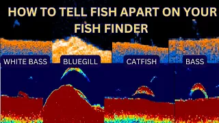 How to differentiate between bass and other species on your fish finder