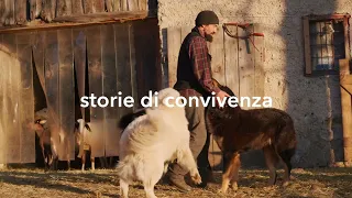 Storie di Convivenza - DANIEL, pastore in Trentino
