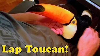 My Toucan is basically a lap dog!