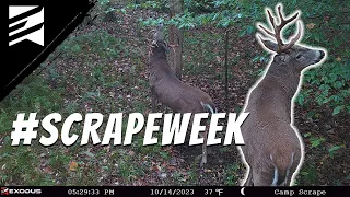 The BEST Stretch to Tag Your Target Buck? #ScrapeWeek