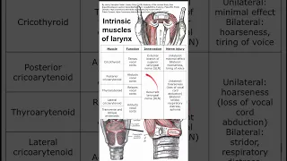 Intrinsic muscles of larynx