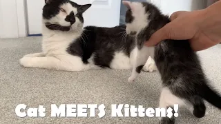 Baby kittens MEET their Cat DAD for First Time! - Funny Reaction!😹