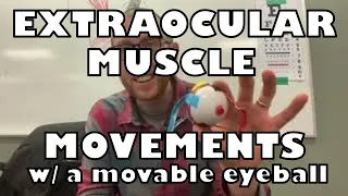 How does the eye move? Extraocular Muscle Explanation
