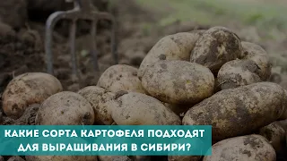 Какие сорта картофеля подходят для выращивания в Сибири?