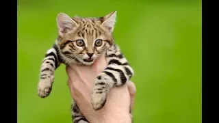 Black-footed Cat  - world's Smallest Wildcat