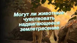 Могут ли животные чувствовать надвигающееся землетрясение