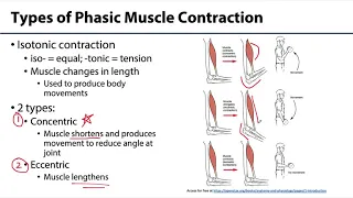 MSK Skeletal Muscle Tissue - Types of Contraction