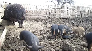 Про поросят и ММА Венгерской пуховой мангалицы! // Вовкин Двор!