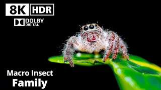 8K Insects Family Macro Videography  | HDR Dolby Digital