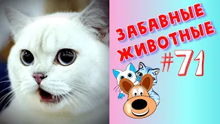 Приколы с Животными #71 / Смешные Животные 2020 / Приколы / Приколы про Животных / Лучшие Приколы