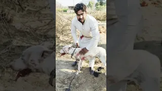 after shikar first time dog attacking on pig