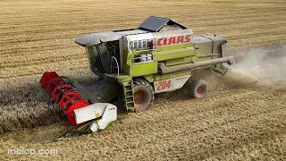 4Kᵁᴴᴰ Harvest 2023: Claas Dominator 204 Mega with C510 header cutting wheat near Leiston