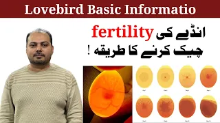 How To Check egg Fertility ll Love birds basic information ll Welcome Aviary Official