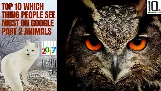 top 10 most searched in google || top google searches || google trends - part 2 || animals - 2017