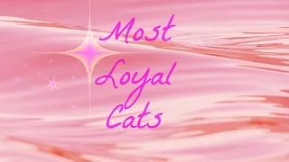 Top 10 Most Loyal Cats
