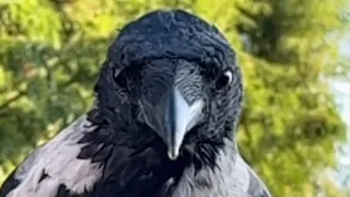 Woman's amazing friendship with a wild crow