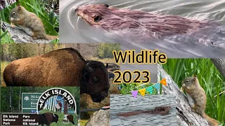 Wildlife in Elk Island 🏝️ 2023 | #daytrip #wildlife #wildlifevideography #amazing #explore #canada