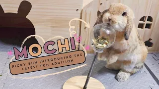 🐰🧸Bunny's Playtime: Introducing the Latest Fun Addition!