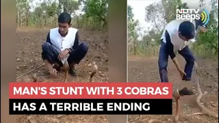 Man's Stunt With 3 Cobras Has A Terrible Ending