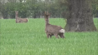 Roe buck stalked and shot with a .243