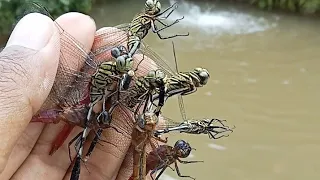 primitive way of catching dragonflies, butterflies|insects,grasshopper