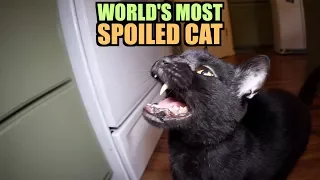 Talking Kitty Cat 64 - World's Most Spoiled Cat