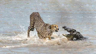 Crocodile Vs Cheetah In The River - Who Is The Best ?
