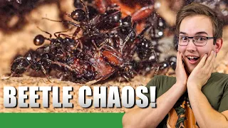 EATING A WHOLE BEETLE! | Old Messor Barbarus Update #4 - Ant Holleufer