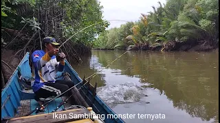 Struck one after another, the attacks of the Sambilang fish in this river are quite fierce