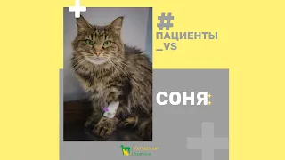 Кошка проглотила нитку