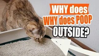 ¿WHY does my CAT POOP outside of THE LITTER BOX? 🐱💩 (7 Key Reasons)